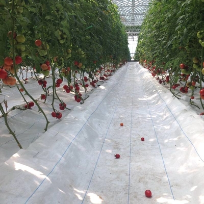 Steel Frame Polycarbonate Greenhouse For Vegetables Multi Span PC Board Greenhouse Agriculture Outdoor